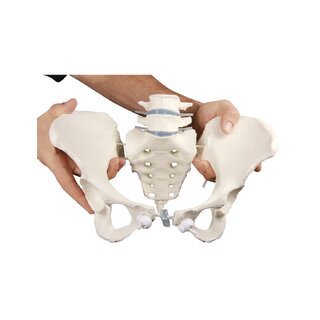 Female pelvis with 2 lumbar vertebrae, flexibly mounted