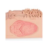 Microanatomy - heavy