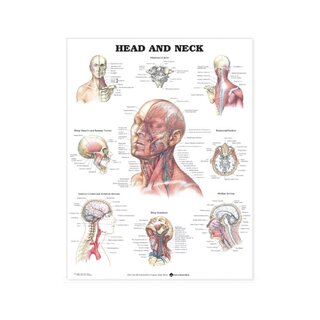 Poster of the cranial contents with muscles, blood vessels and nerves of the face and neck, English