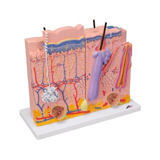 Model of skin - 3-piece