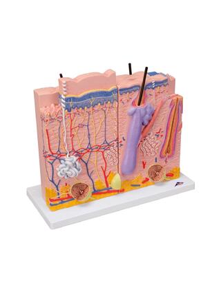 Model of skin - 3-piece