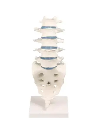 Lumbar support with stand