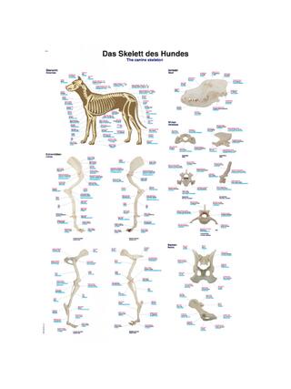 Dog Bone 70x100 cm pure Latin English and German nomenclature