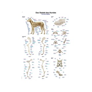 Dog skeleton 50x70cm poster