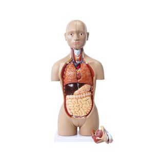 16 shared mini torso with interchangeable genitalia