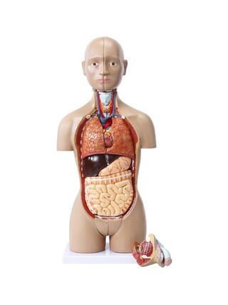 16 shared mini torso with interchangeable genitalia