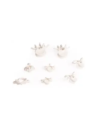 Vertebra collection, 8 vertebrae