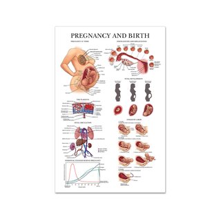 Pregnancy & birth laminated poster English