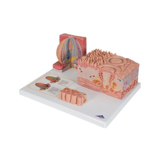 Microanatomy - heavy