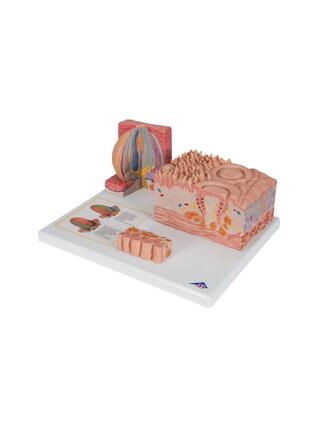 Microanatomy - heavy