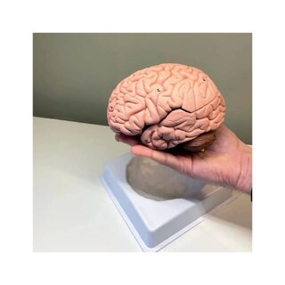 Brain model in 8 parts on stand