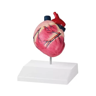 Dog heart, natural size
