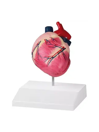Dog heart, natural size