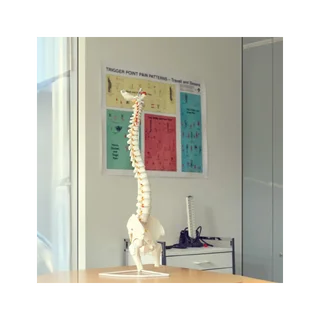 Flexible model of the spine with nerves, hip joint and tripod