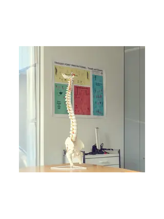 Flexible model of the spine with nerves, hip joint and tripod