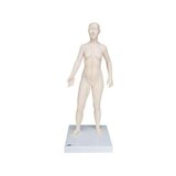 Acupuncture Model 70 cm - Female