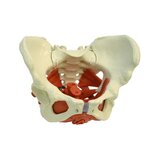 Female pelvis model with pelvic floor