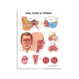 Ear nose neck - paper poster / poster 51x66 cm