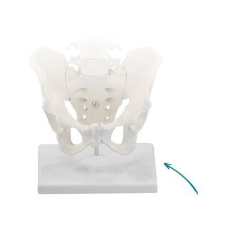 Stand for spine