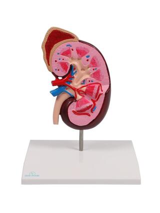 Enlarged kidney model incl. adrenal gland showing a longitudinal section of the kidney