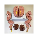 Brain model in 8 parts on stand