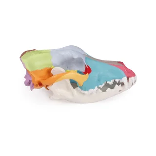 Model of a dog skull with colored skull bones