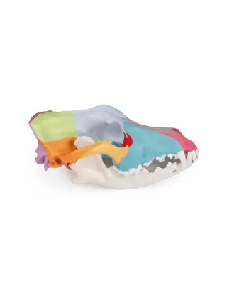 Model of a dog skull with colored skull bones