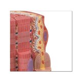 Extremely detailed model of a muscle fiber