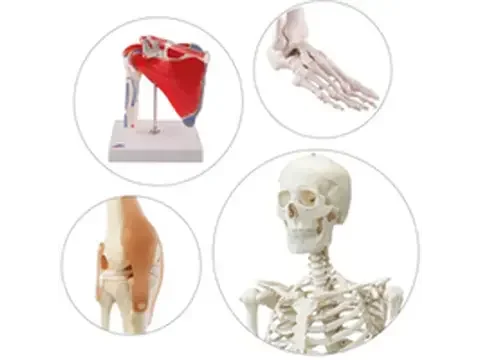 Anatomy