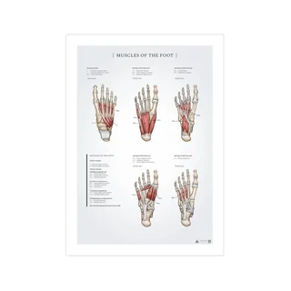 Muscles of the foot anatomy poster 50x70mm
