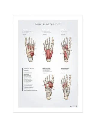 Muscles of the foot anatomy poster 50x70mm