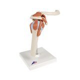 Flexible shoulder model with ligaments and colored joint surfaces