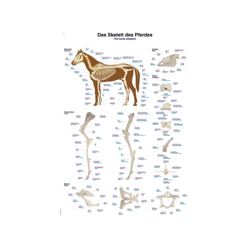 Horse skeleton 50x70 cm poster