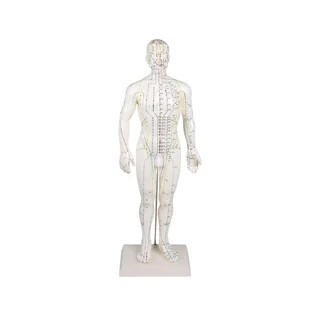 Chinese acupuncture figure, man
