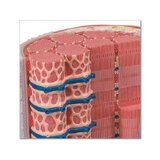 Extremely detailed model of a muscle fiber