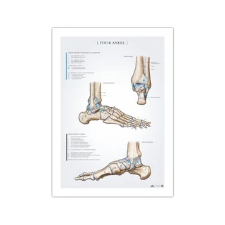 Foot and ankle anatomy poster 50x70mm