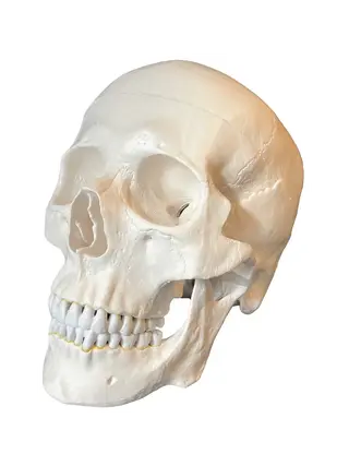 Adult-sized anatomical skull model