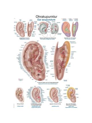 Poster Ear acupuncture, 50x70cm