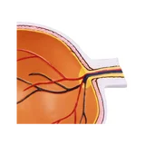 Half of the eye, enlarged