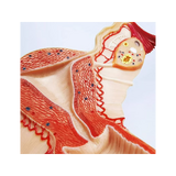 Anatomy model of the female genitalia