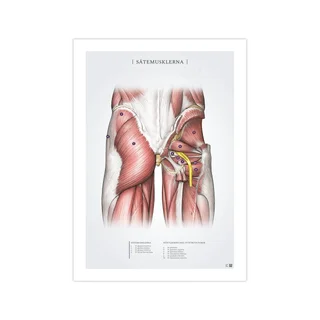 The glutes post 50x70mm