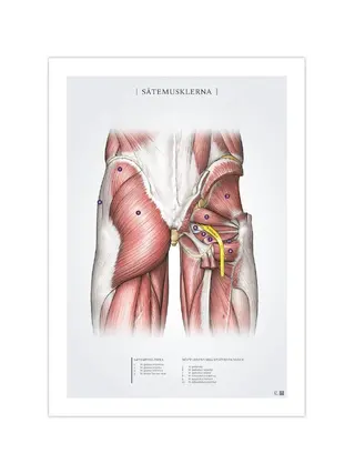 The glutes post 50x70mm