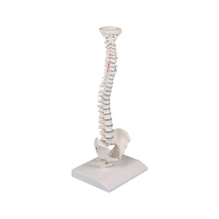 Spine miniature spinal column