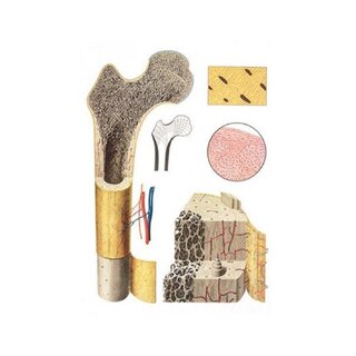Bone structure - Poster 84x118 cm