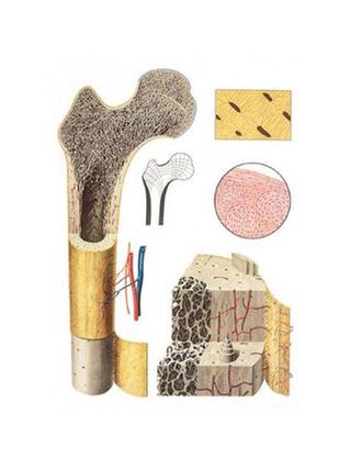 Bone structure - Poster 84x118 cm