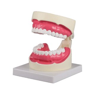 Oral Hygiene Model 1.5 times life size