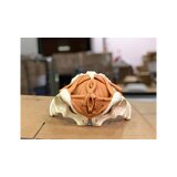Female pelvis model with pelvic floor
