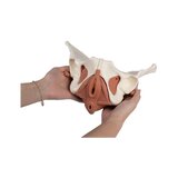 Female pelvis model with 12-part pelvic floor