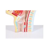 Anatomical model of mouth and throat