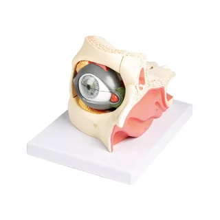 Eye in orbit with eyelid